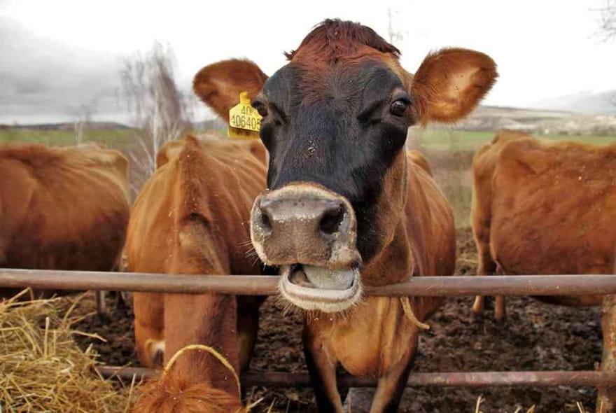 Landbrugsbranchen illustreret med en ko